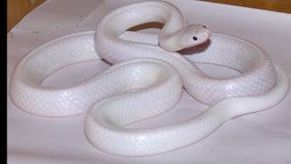White Snake Found In Australia - Rare Video