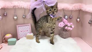 ベンガルの動画01