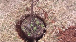 How to Plant a Dwarf Cherry Tree