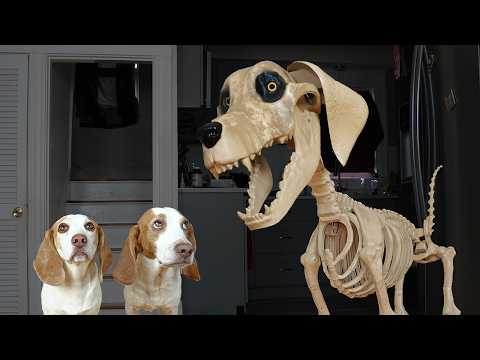 Dogs vs GIANT Skeleton Dog!