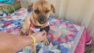 Video preview image #1 Pug-Unknown Mix Puppy For Sale in Bandera, TX, USA