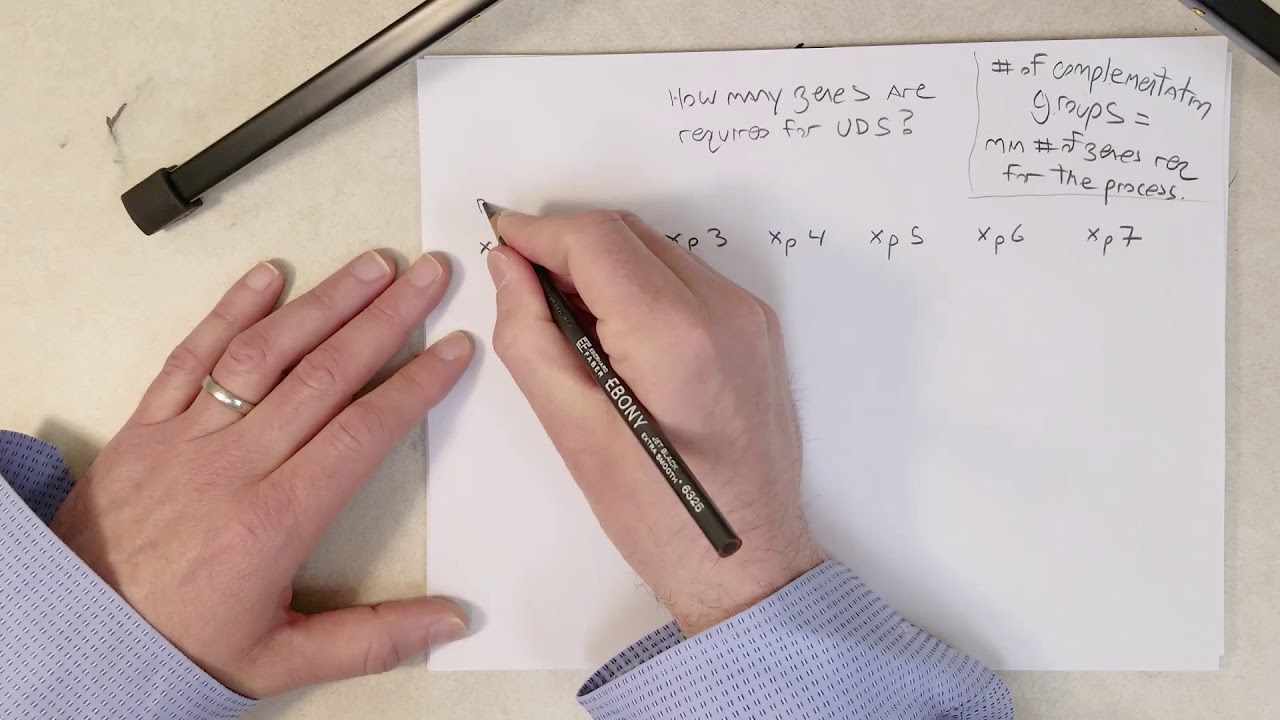 Genetics: L19-GA1, Complementation Groups (Recommend 1.5x Speed)