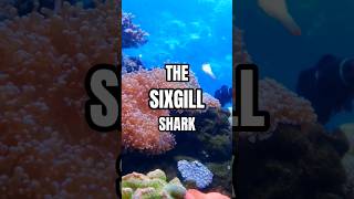 Download lagu The #mysterious sixgill #shark - #marinebiology #fact #memes #anime #sharkweek #viral #shorts mp3 Download lagu The #mysterious sixgill #shark - #marinebiology #fact #memes #anime #sharkweek #viral #shorts mp3