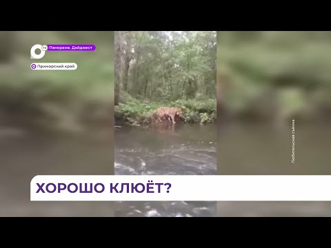 В Приморском крае амурский тигр вышел к удивлённому рыбаку