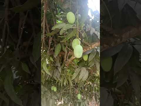 Mango A Grade Fresh langda natural, Packaging Type: Carton