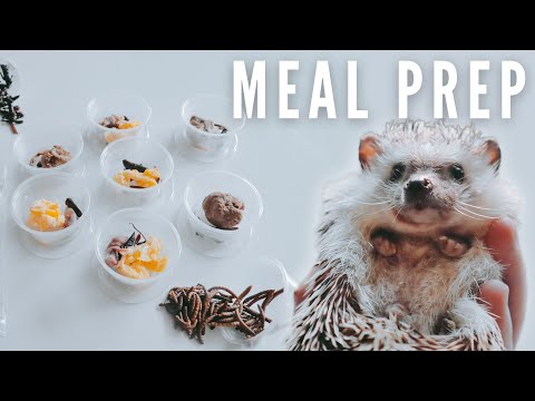 Hedgehog Meal Prep And Nutrition Details