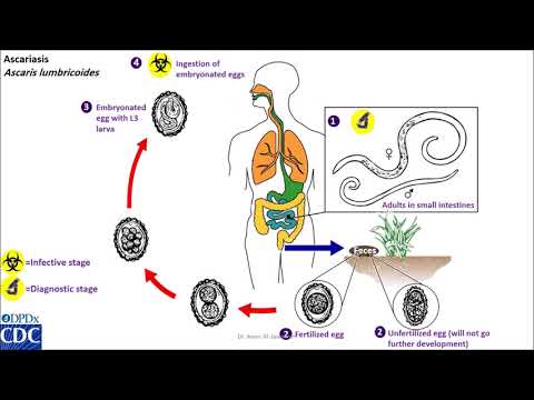 Ascaris lumbricoides life cycle