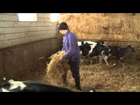 download lagu mp3 mp4 Job Farm, download lagu Job Farm gratis, unduh video klip Download Job Farm Mp3 dan Mp4 Free All Gratis