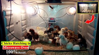 QUICK HATCH | CHICKS HATCHING IN MICROWAVE OVEN | HATCH EGGS WITHOUT INCUBATOR | YOU CAN DO THIS