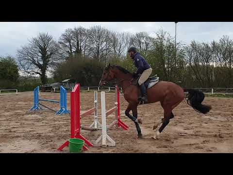 Cascadello x Corrado 5 jähriger Wallach  3. Parcours