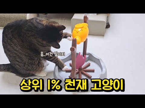 보기보다 엄청 똑똑한 고양이 : 머리로 생각하고 행동하는 사람같은 호동쓰
