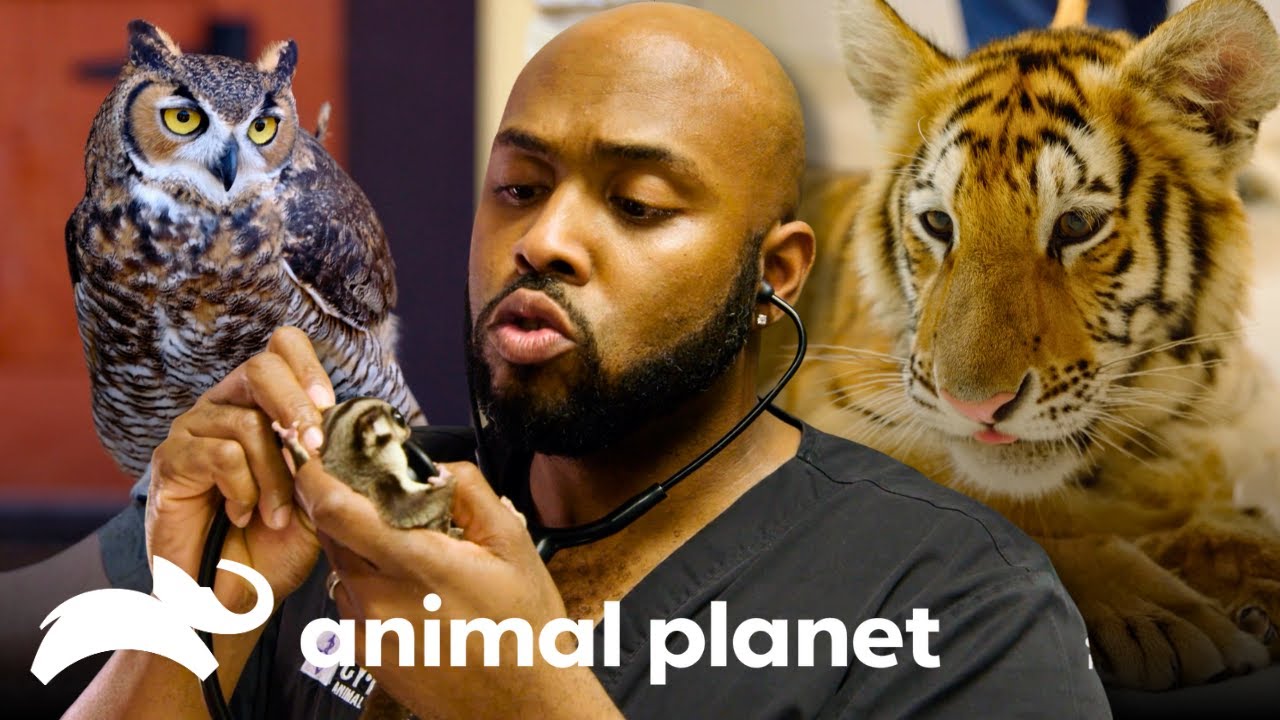 Tigers, Sugar Gliders, and Other Bizarre Pets, Oh My! 🐅 The Vet Life | Animal Planet