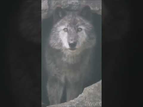 supra #dog #supra #automobile #supradrift #edit