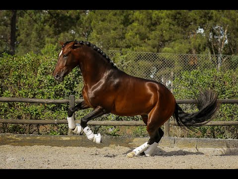 **SOLD** | 5 year old piro free stallion (REf#073)