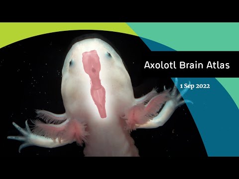 サンショウウオの脳とその再生能力に関するアトラス