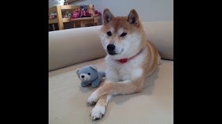 Kabosumama wow.. so doge.. much vine.. wow