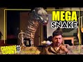 Mega Snake 2007 Carnage Count