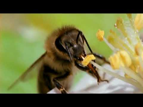 NOVA Bees Tales From the Hive
