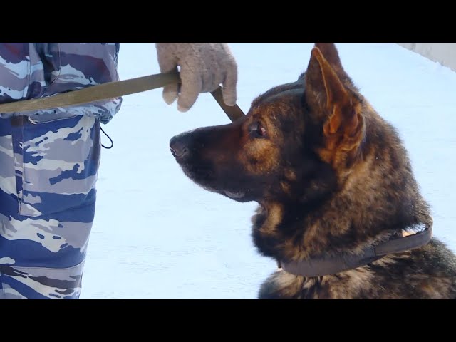 Служебный пёс помог выйти на след грабителя