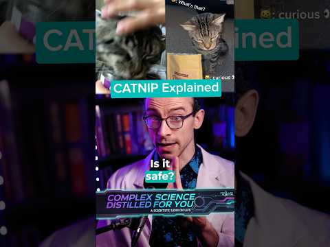 How Catnip Works: The Strange Science Exolained! #science #cats