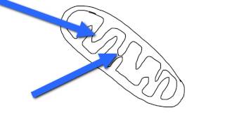 GCSE Additional Science Biology Cells
