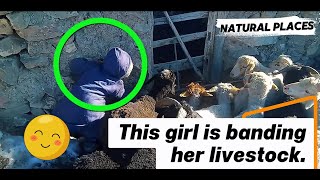 This girl is banding her livestock.
