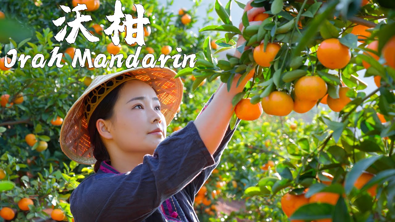 One Fruit for a Table - Orah Mandarin, An Irreplaceable Sweet and Sour Juicy Fruit