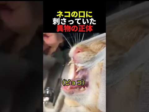 ネコの口に刺さっていた異物の正体