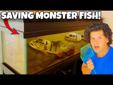 Saving MONSTER Peacock BASS From TINY Aquarium!