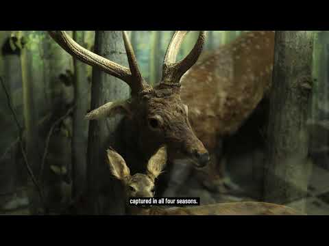 Codrii Nature Reserve