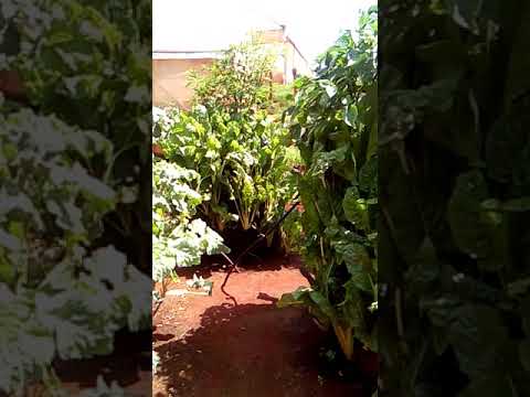 What Cuba can teach America about organic farming