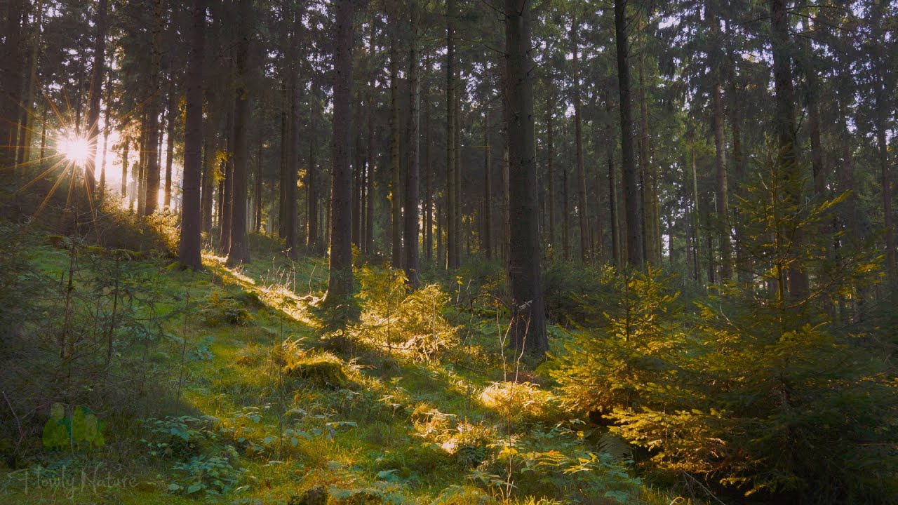 🌳 4K - Relaxing Nature Sounds For Stress Relief, Forest Sounds, Bird Song