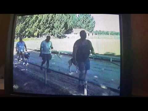 Isaszeg Park agárverseny 2017.07.29.