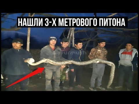 На узбекско-кыргызской границе нашли 3-х метрового питона