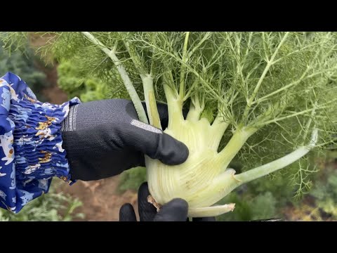 チャイブを鉢や庭に植える