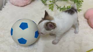 チワワ（ロング）の動画01