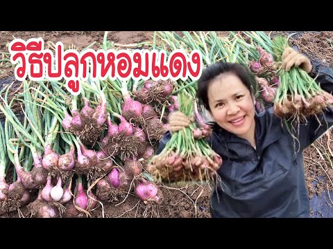 ผักชีฝรั่งเพื่อเพิ่มความแข็งแรง เพื่อเรียกคืนความแข็งแรงของอุปกรณ์