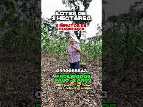 🚨 EN HUAMBOYA HECTÁREAS CON FINANCIAMIENTO A 2 AÑOS