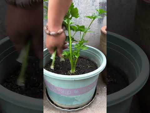 #High-quality seedlings #Growing vegetables at home #Potted vegetables #Vegetable planting