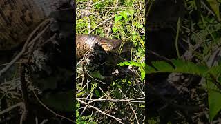 Sucuri Amarela gigante #cobras #animais