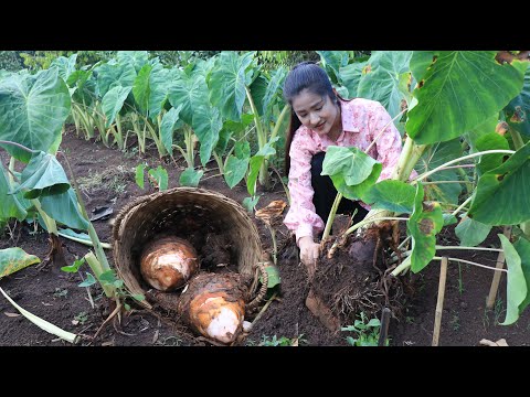 Have you ever grown taro and dig it for your recipe? / Dig big taro for my recipe