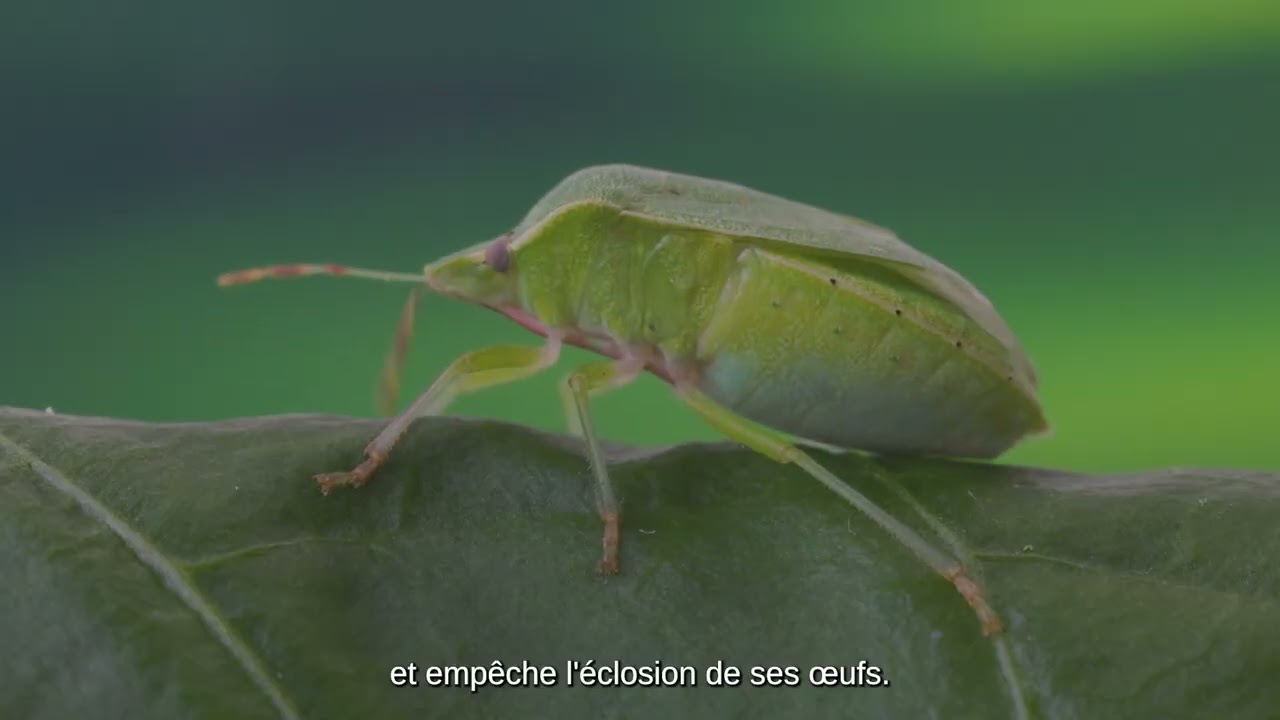 Video preview poster