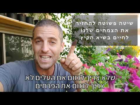 שיטה להחזיר לחיים צמחים בעציצים שנבלו בגלל חום