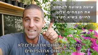 שיטה פשוטה להציל צמחים ועציצים ולהחזיר אותם לחיים בשיא הקיץ!!!