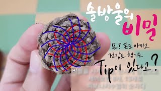 솔방울이 살아움직인다? - 천연 솔방울 가습기 만들기