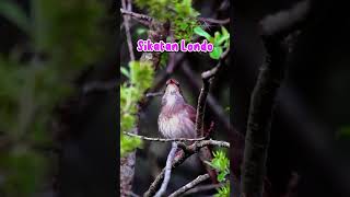 Download lagu ISTIMEWA !! COCOK UNTUK MASTERAN !! SIKATAN LONDO mp3 Download lagu ISTIMEWA !! COCOK UNTUK MASTERAN !! SIKATAN LONDO mp3