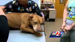 Dumpster dog gets new vision with cataracts surgery
