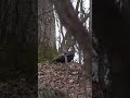 Cutting And Yelping Of EXCITED Hen