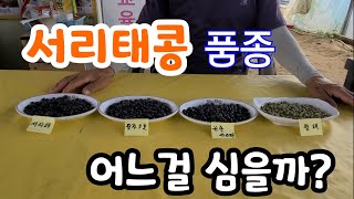 서리태콩 품종 어떤걸 심을까?