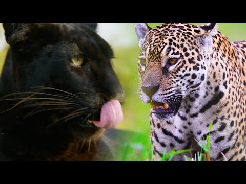 LEOPARDS v JAGUARS | The Lion Whisperer
